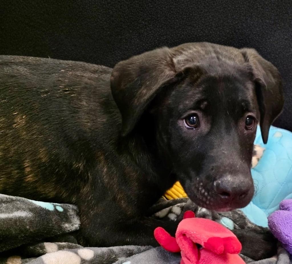 Enlarge Balashi-4 mo Old Puppy!, a Adoptable mixed breed in Fort Myers, FL image 1/2
