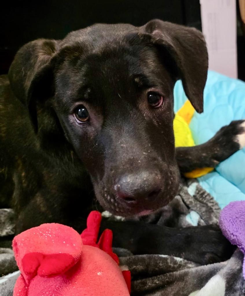 Enlarge Balashi-4 mo Old Puppy!, a Adoptable mixed breed in Fort Myers, FL image 2/2
