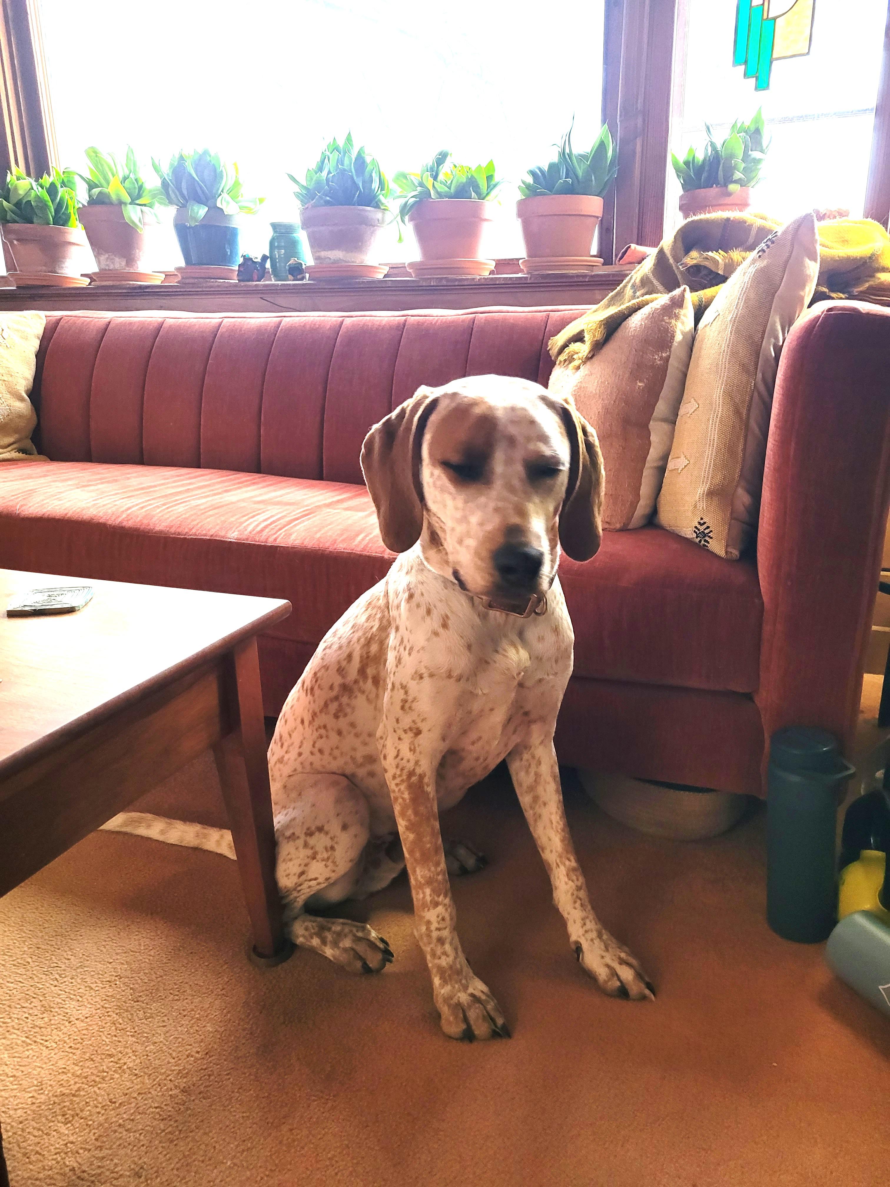 Hank (incredibly friendly, easygoing young pup!), ADOPTABLE, Young Male English Coonhound & Hound.