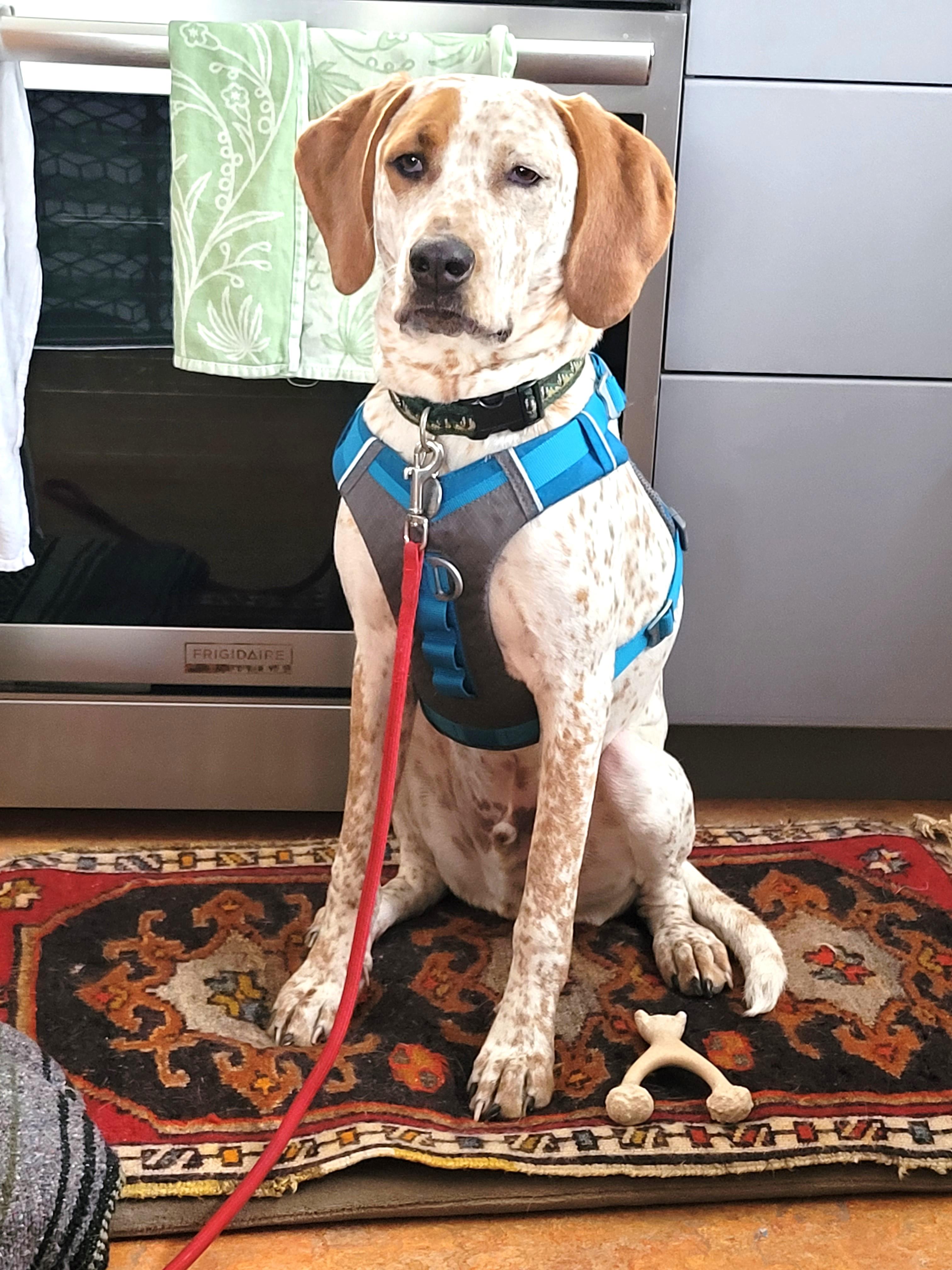 Hank (incredibly friendly, easygoing young pup!), a ADOPTABLE mixed breed in Ithaca, NY image 2/6