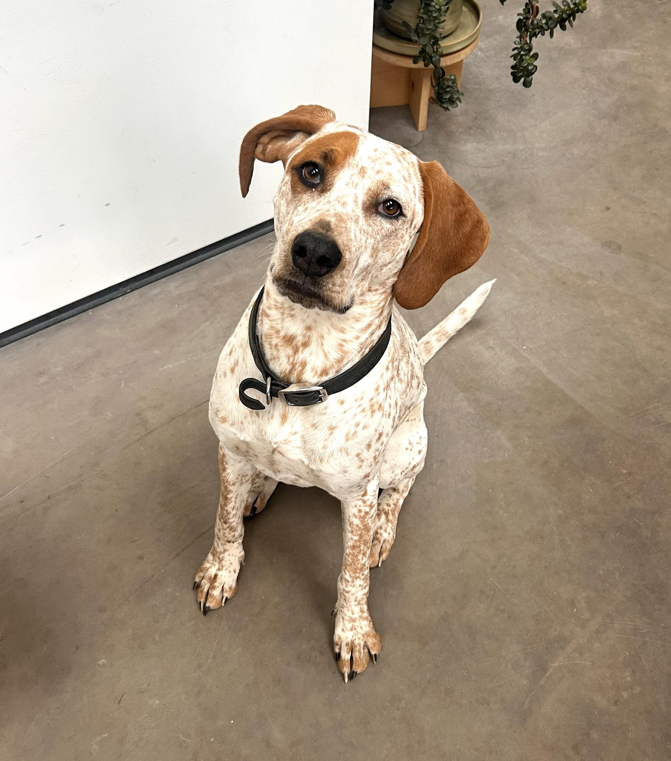 Hank (incredibly friendly, easygoing young pup!), a ADOPTABLE mixed breed in Ithaca, NY image 3/6