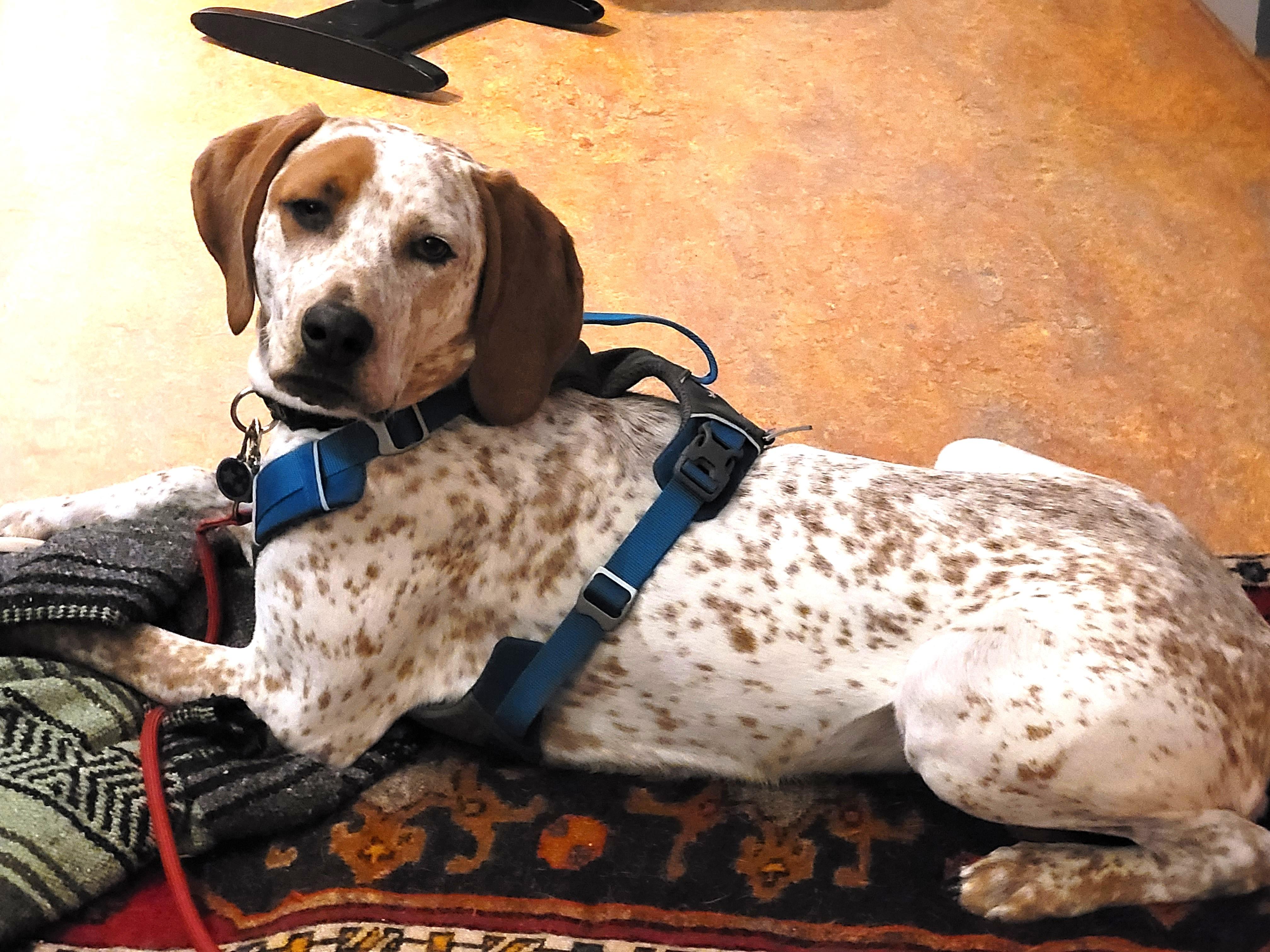 Hank (incredibly friendly, easygoing young pup!), a ADOPTABLE mixed breed in Ithaca, NY image 4/6