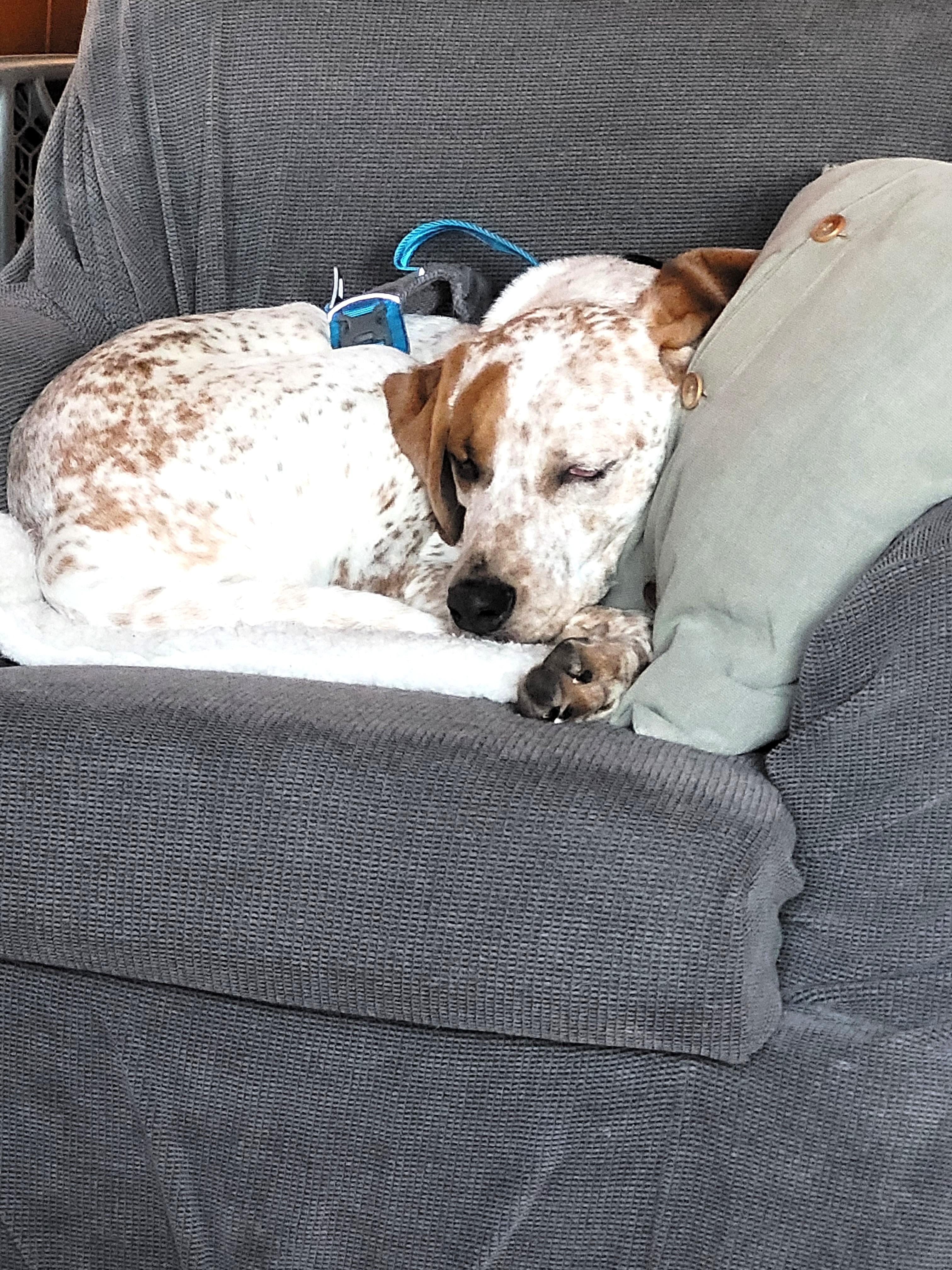 Hank (incredibly friendly, easygoing young pup!), a ADOPTABLE mixed breed in Ithaca, NY image 5/6