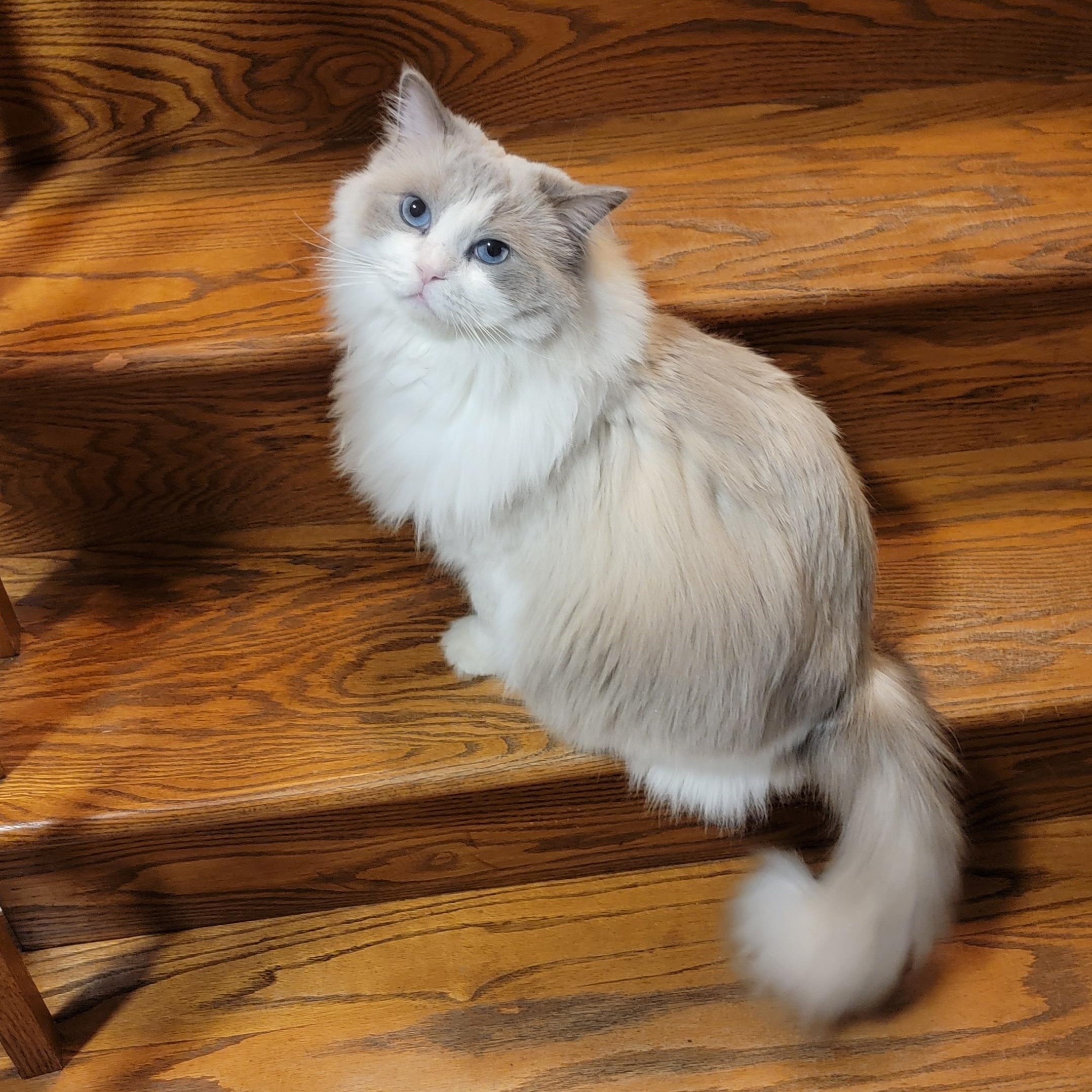 Cinderella, an adopted Ragdoll in Pine Beach, NJ image 2/2