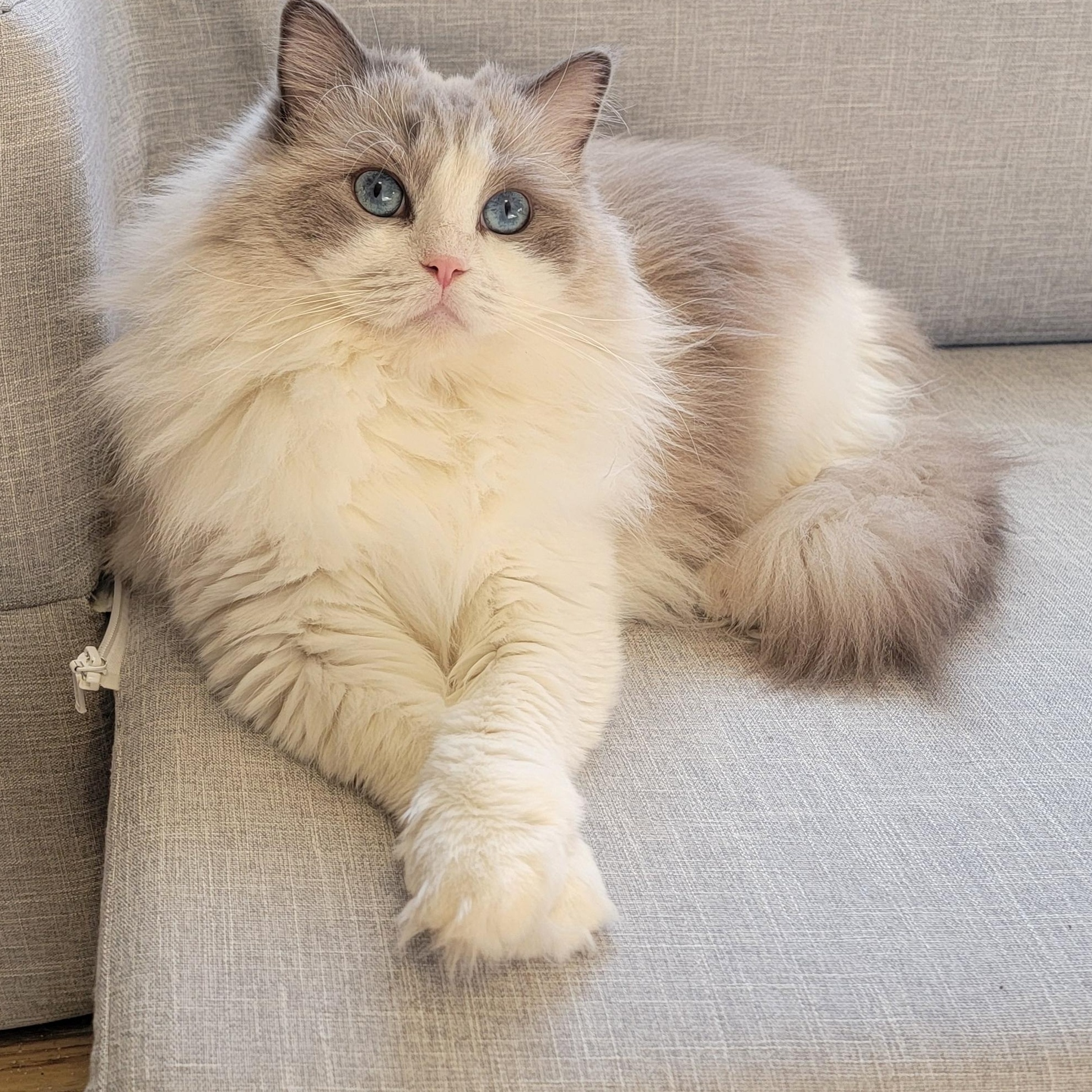 Cinderella, an adopted Ragdoll in Pine Beach, NJ image 1/2