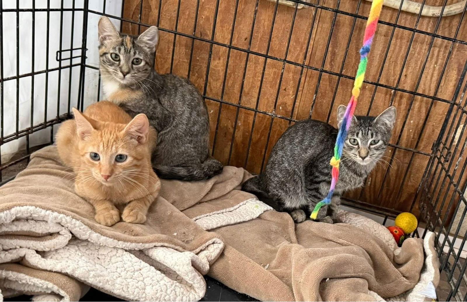 Truffle, Adoptable, Kitten Female Domestic Short Hair.