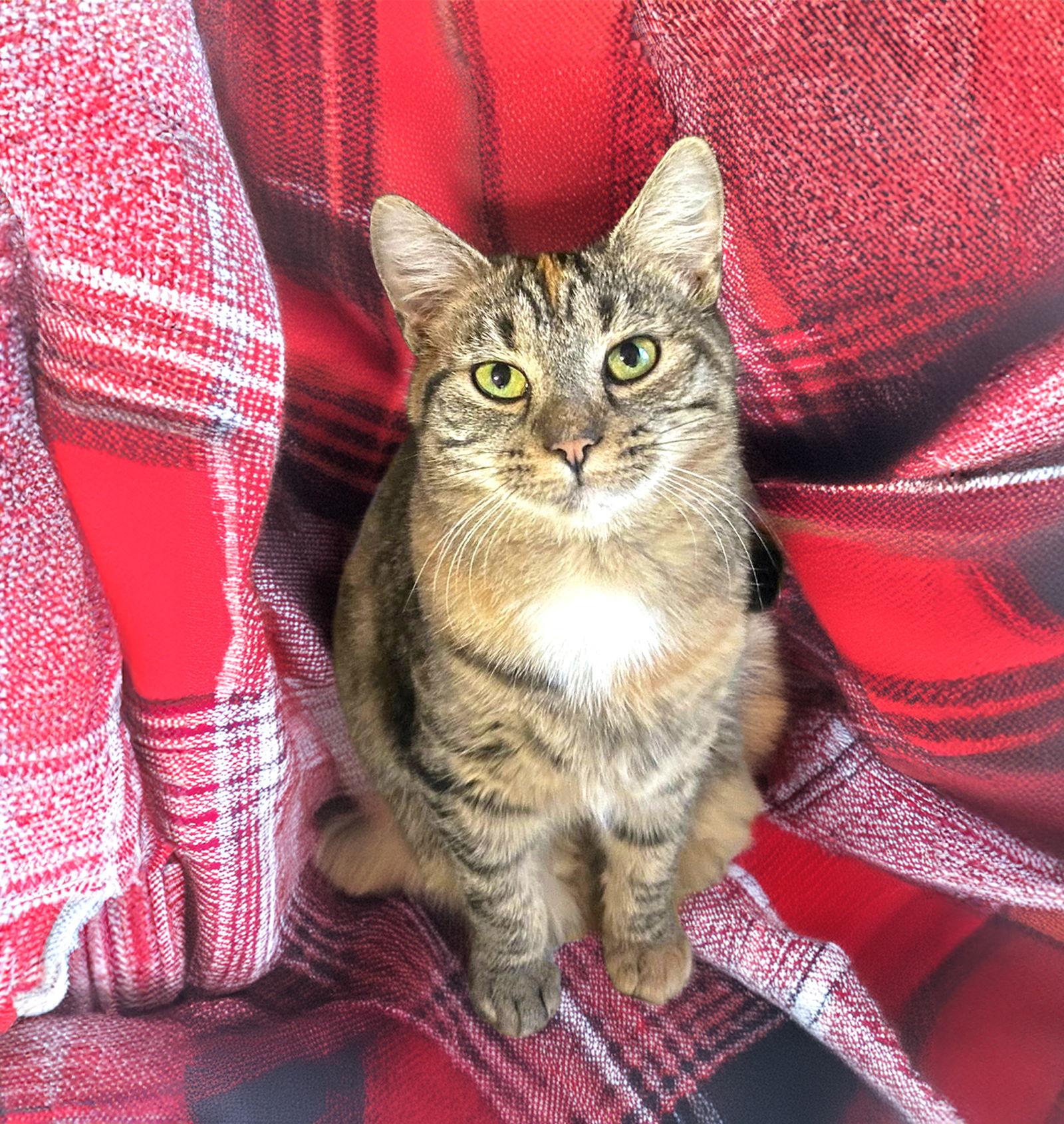 Truffle, Adoptable, Kitten Female Domestic Short Hair.