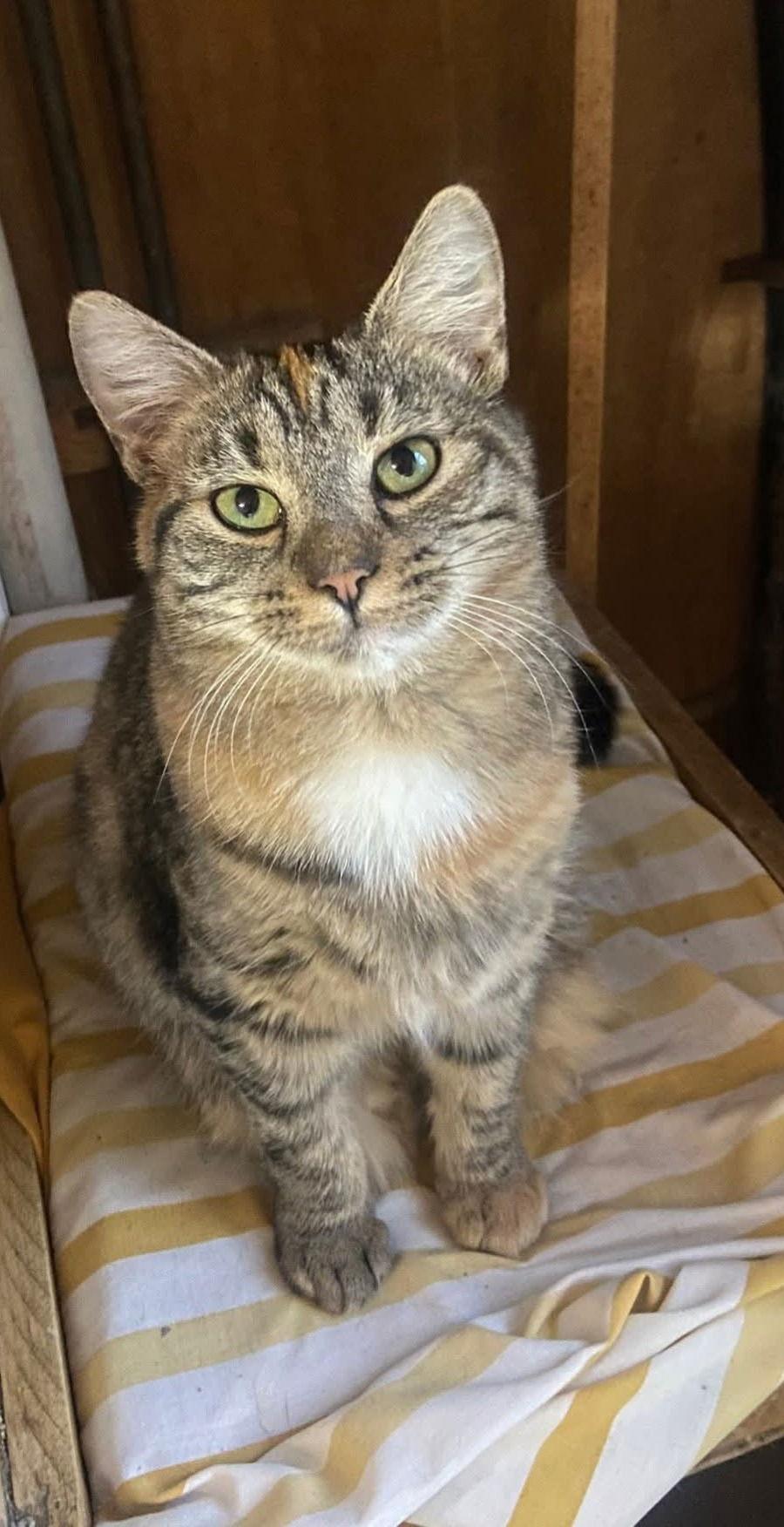 Enlarge Truffle, a Adoptable Domestic Short Hair in Coatesville, PA image 3/3