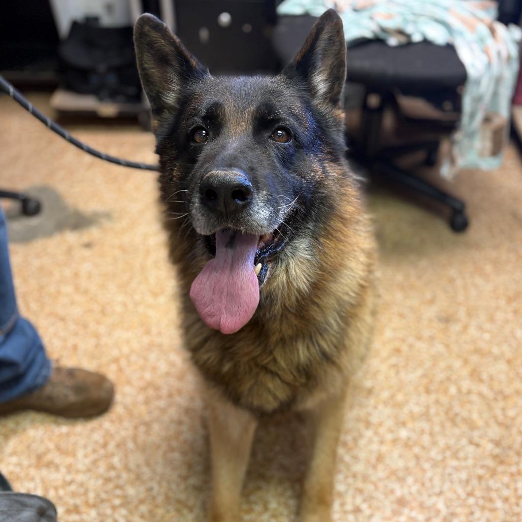 Enlarge Beau, a Adoptable German Shepherd Dog in Chehalis, WA image 1/2