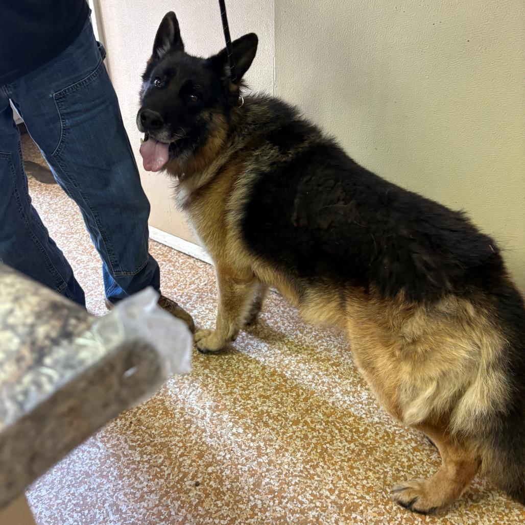 Enlarge Beau, a Adoptable German Shepherd Dog in Chehalis, WA image 2/2