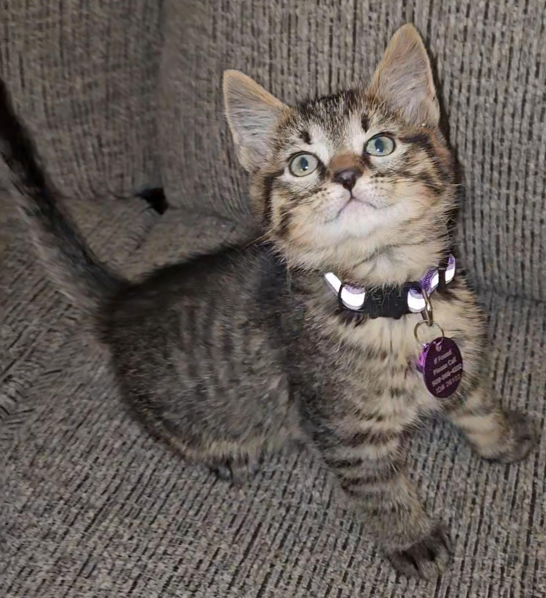 Enlarge Donatello, a ADOPTABLE Tabby in Pasco, WA image 1/2