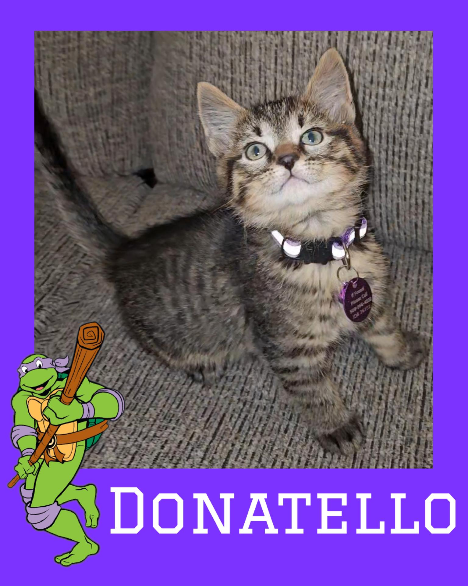 Enlarge Donatello, a ADOPTABLE Tabby in Pasco, WA image 2/2