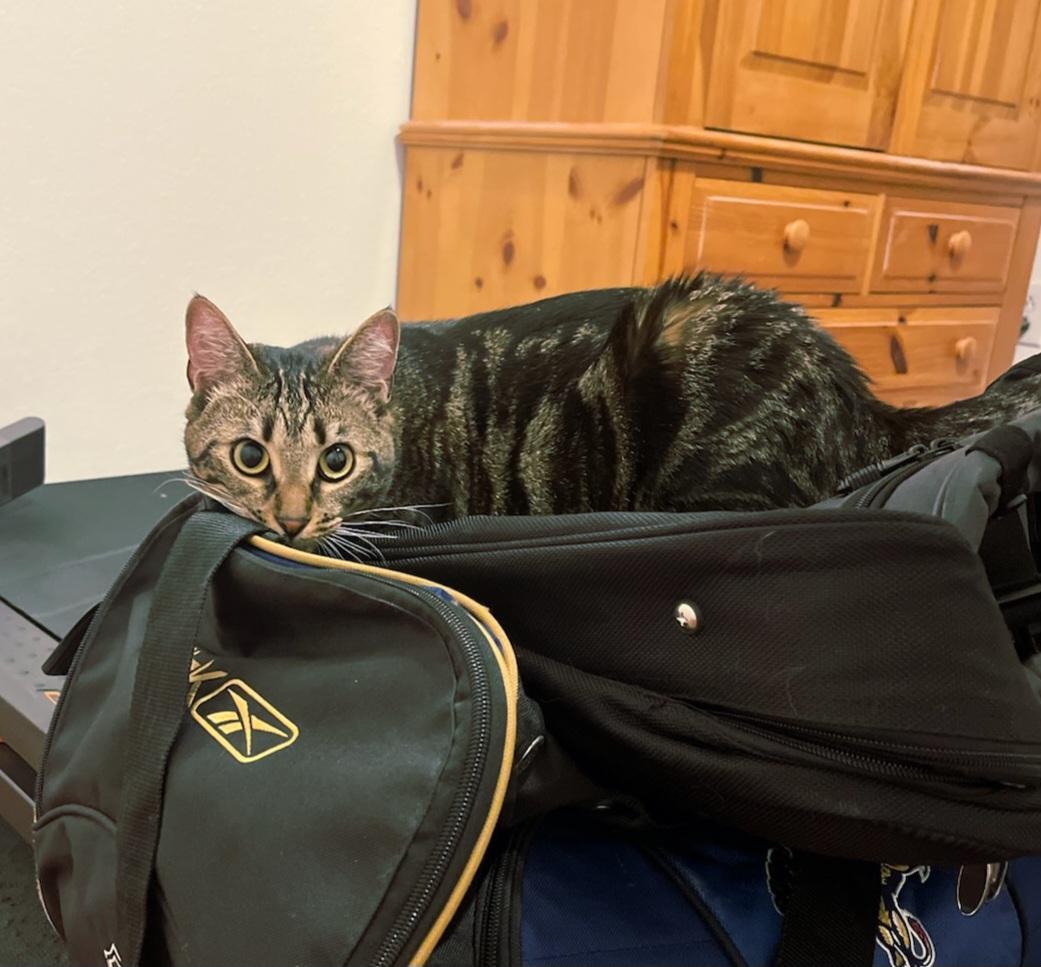 Enlarge Michelle, a Adoptable mixed breed in Dania Beach, FL image 1/4