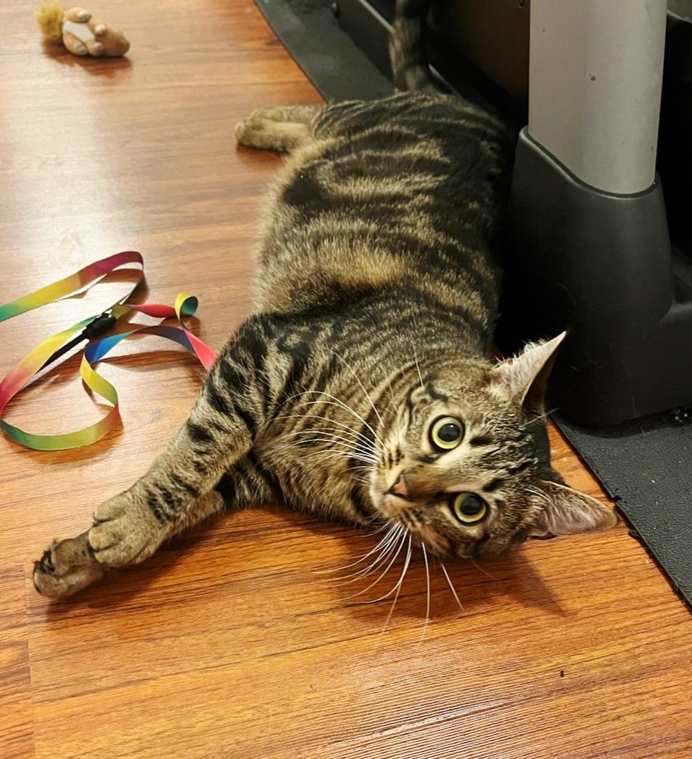 Enlarge Michelle, a Adoptable mixed breed in Dania Beach, FL image 2/4