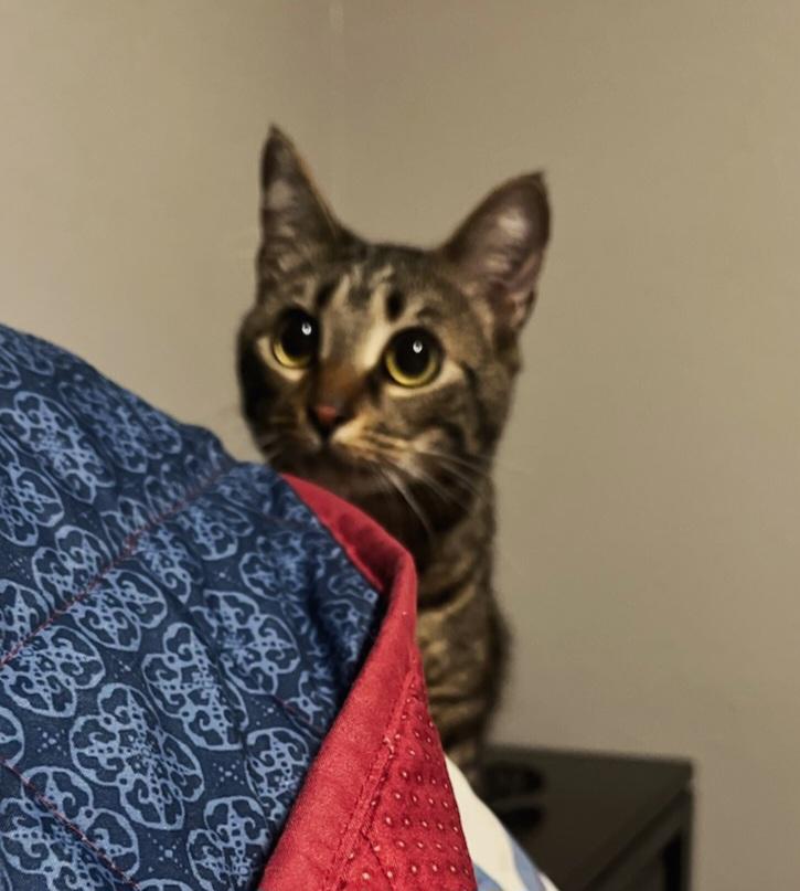 Enlarge Michelle, a Adoptable mixed breed in Dania Beach, FL image 4/4