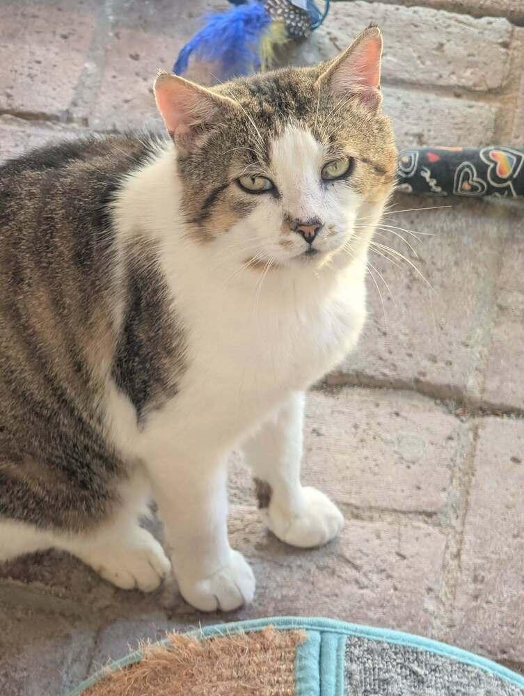 Benjamin, Adoptable, Senior Male Domestic Short Hair & Tabby.