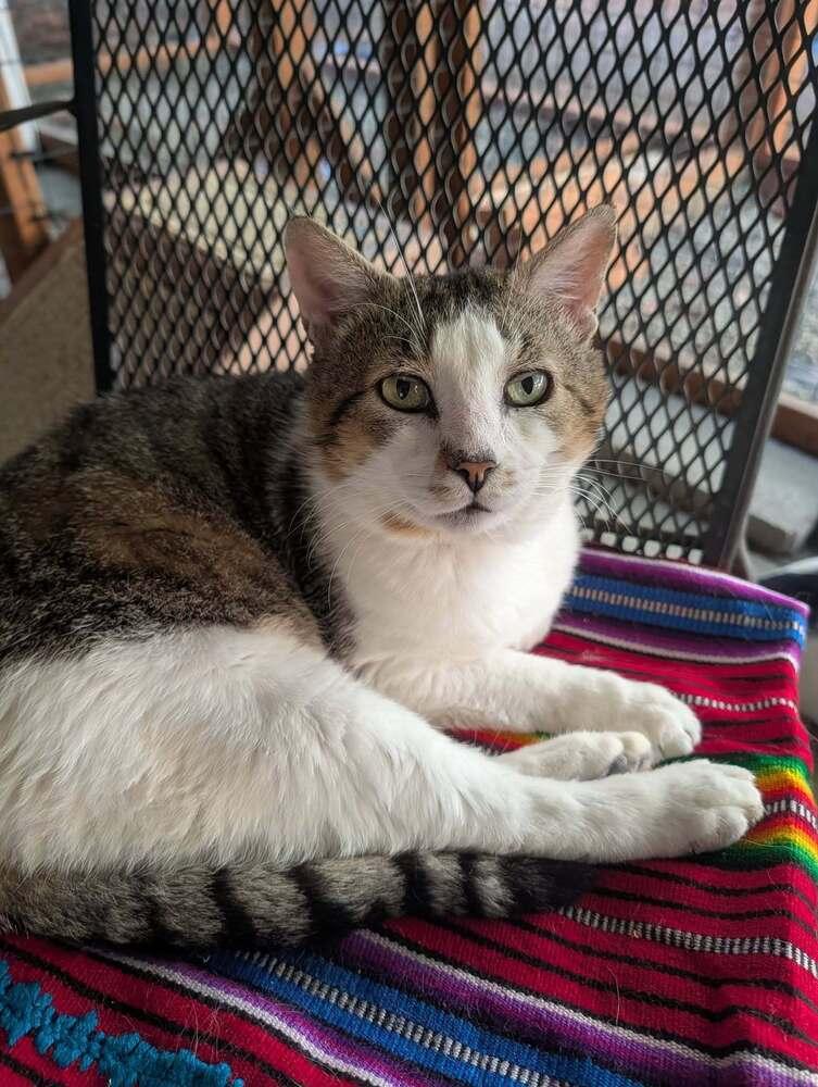 Enlarge Benjamin, a Adoptable mixed breed in Vancouver, WA image 3/6