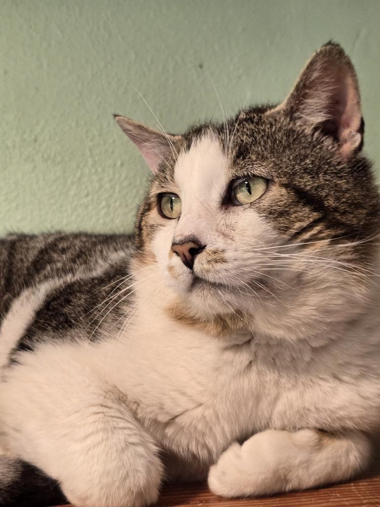 Enlarge Benjamin, a Adoptable mixed breed in Vancouver, WA image 5/6