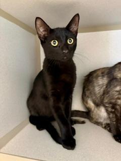 Biggie, an adopted Domestic Short Hair in Winter Haven, FL image 2/2