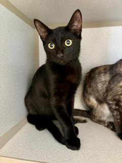 Biggie, adopted, Young Male Domestic Short Hair.