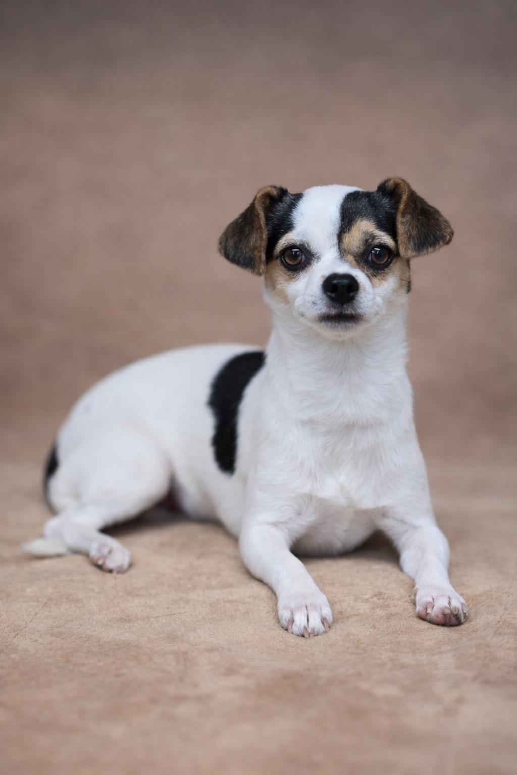 Cashew, adopted, Young Female Chihuahua & Miniature Poodle.