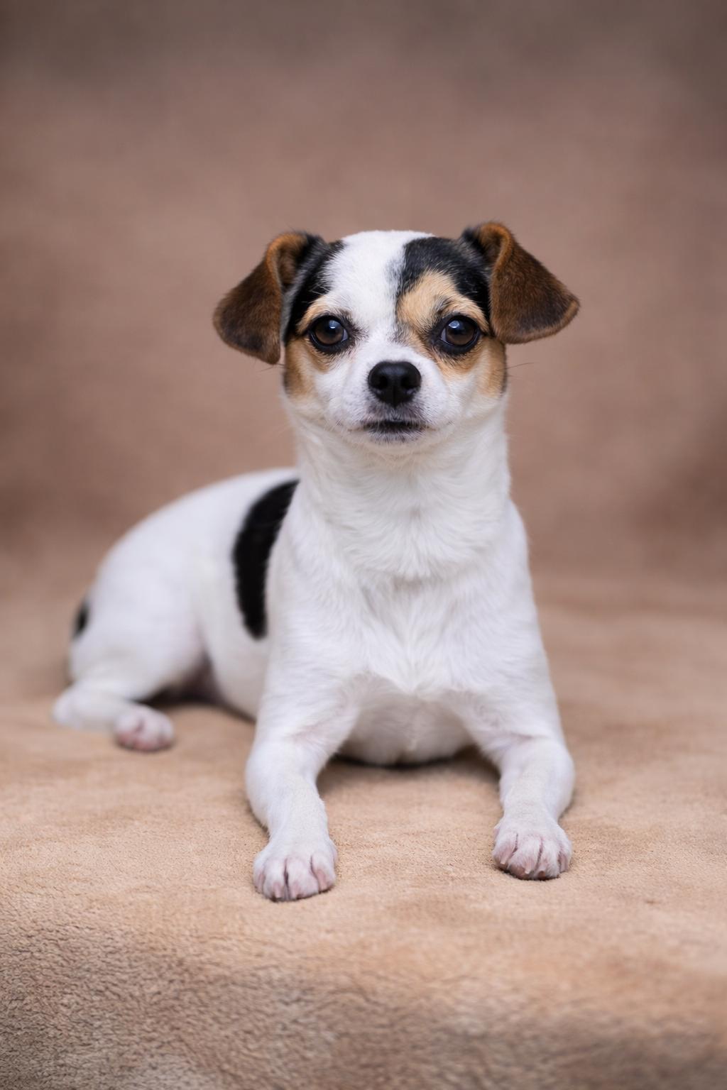 Cashew, an adopted mixed breed in San Pedro, CA image 3/6