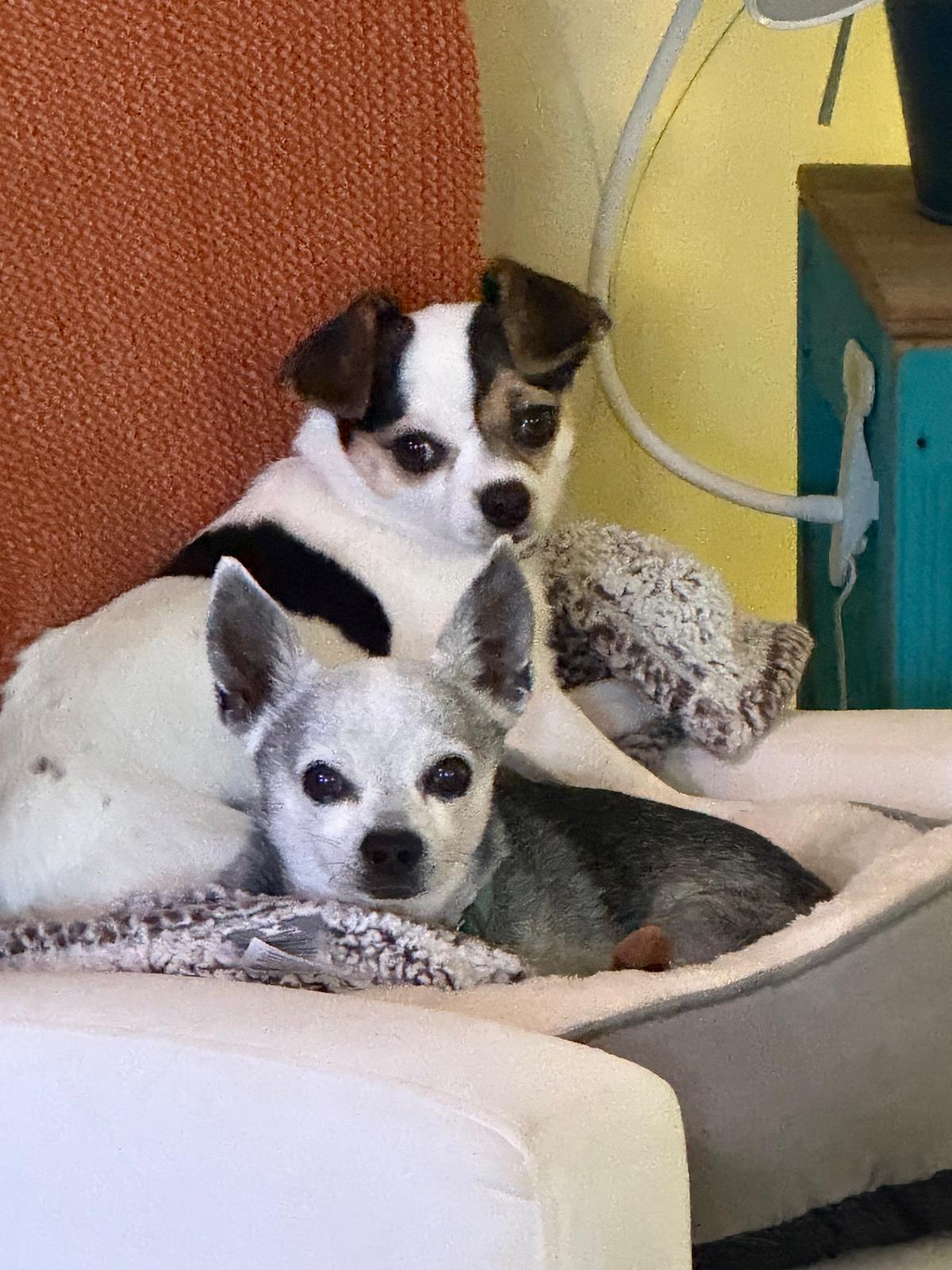 Cashew, an adopted mixed breed in San Pedro, CA image 6/6