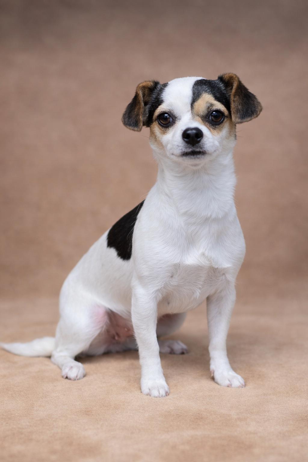 Cashew, an adopted mixed breed in San Pedro, CA image 2/6