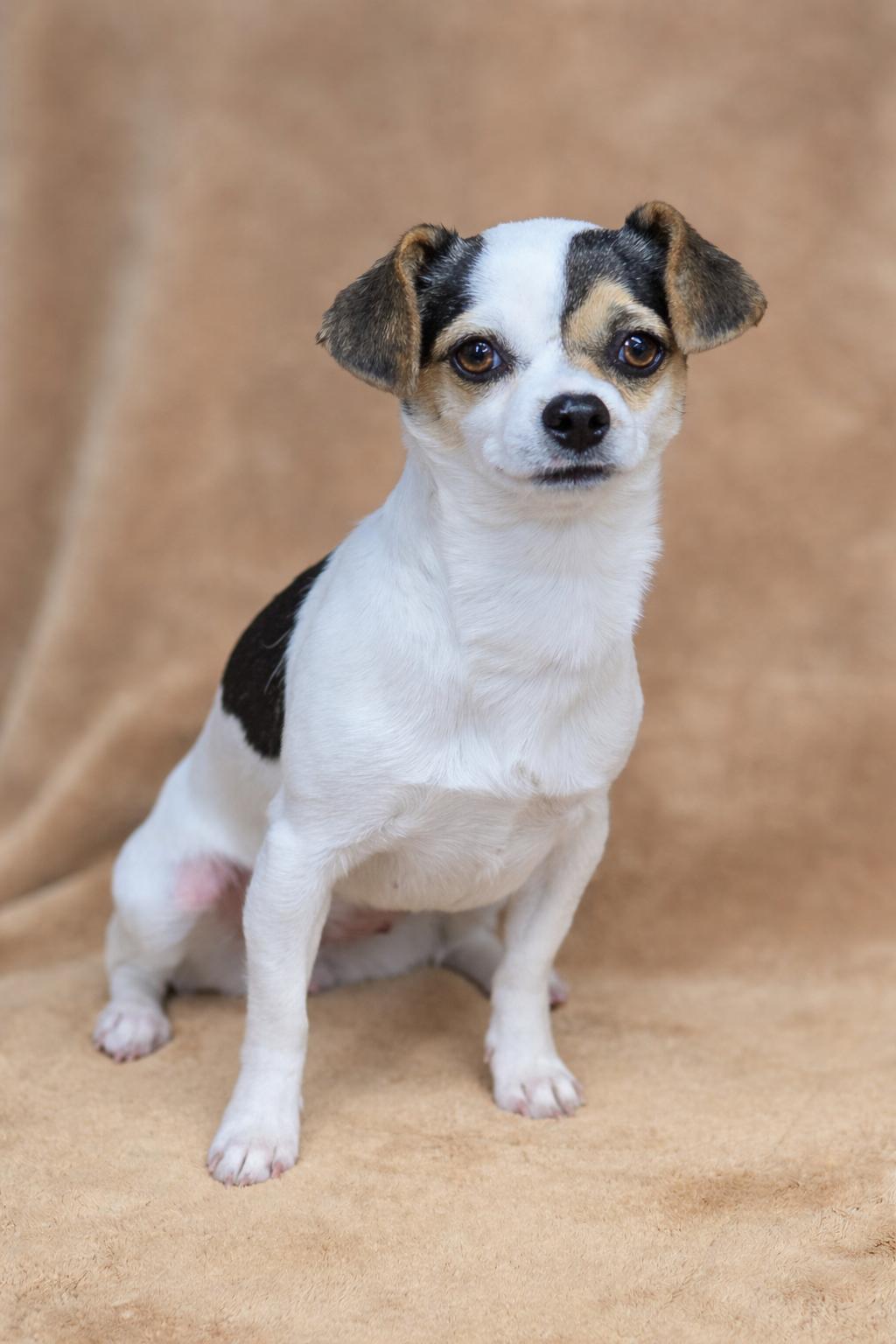 Cashew, an adopted mixed breed in San Pedro, CA image 4/6
