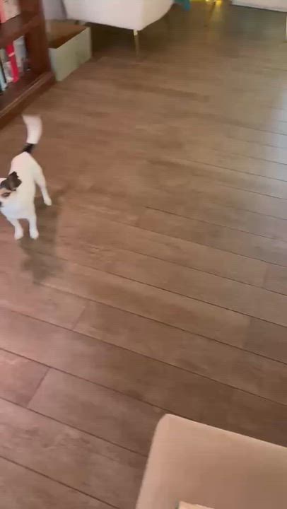 Enlarge Cashew, an adopted mixed breed in San Pedro, CA video 5/6