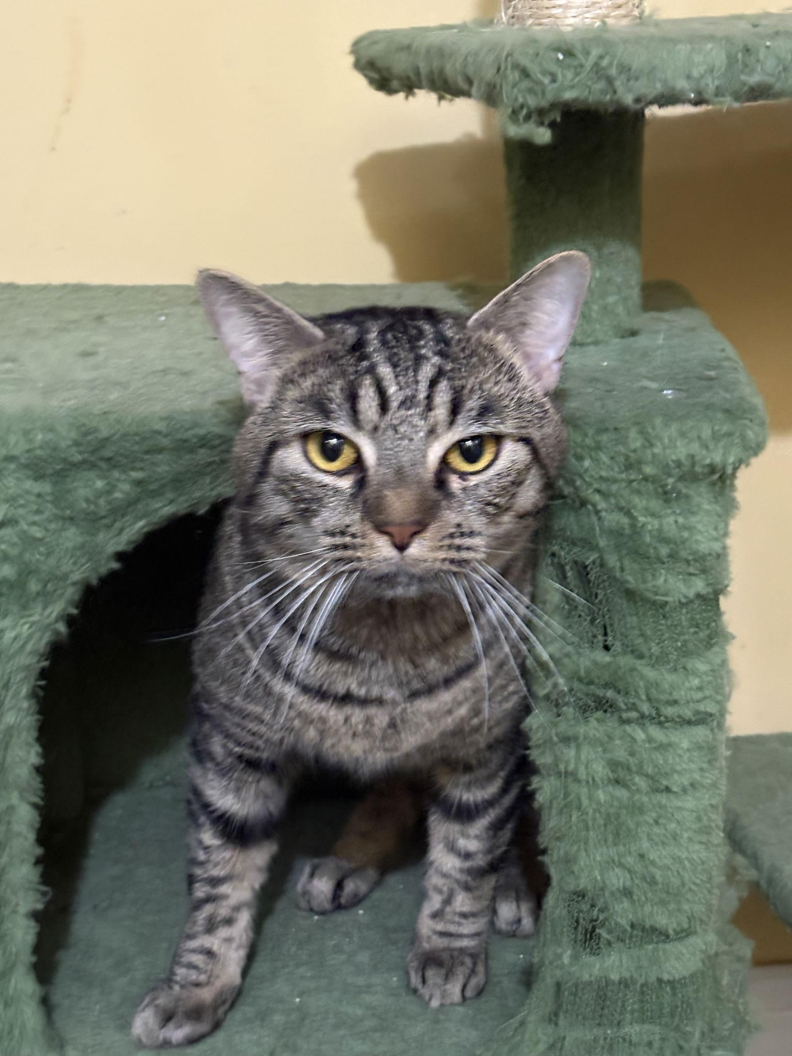Pete, Adoptable, Young Male Domestic Short Hair.