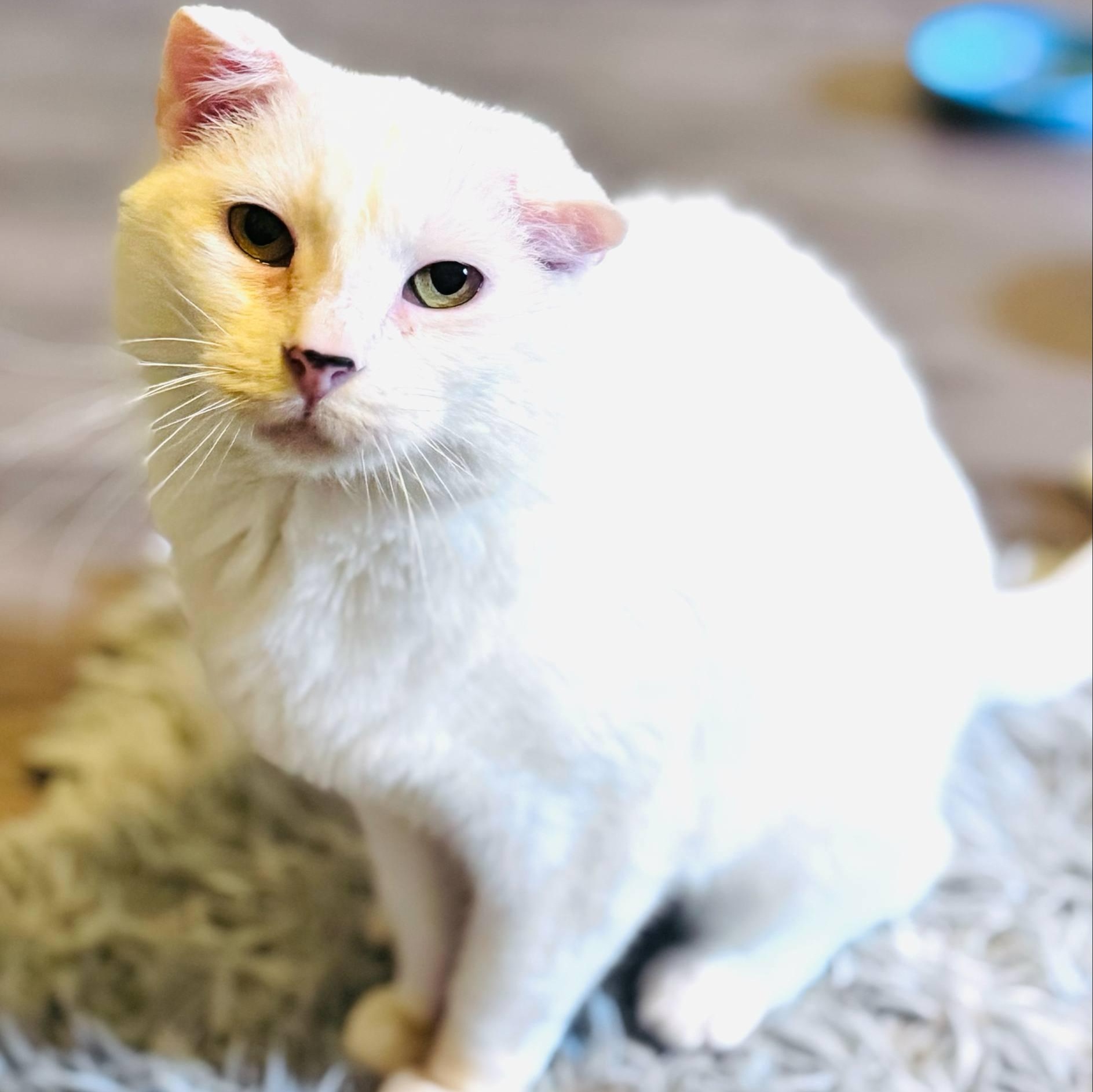 Daisy, a Adoptable Domestic Medium Hair in Sedalia, MO image 3/5