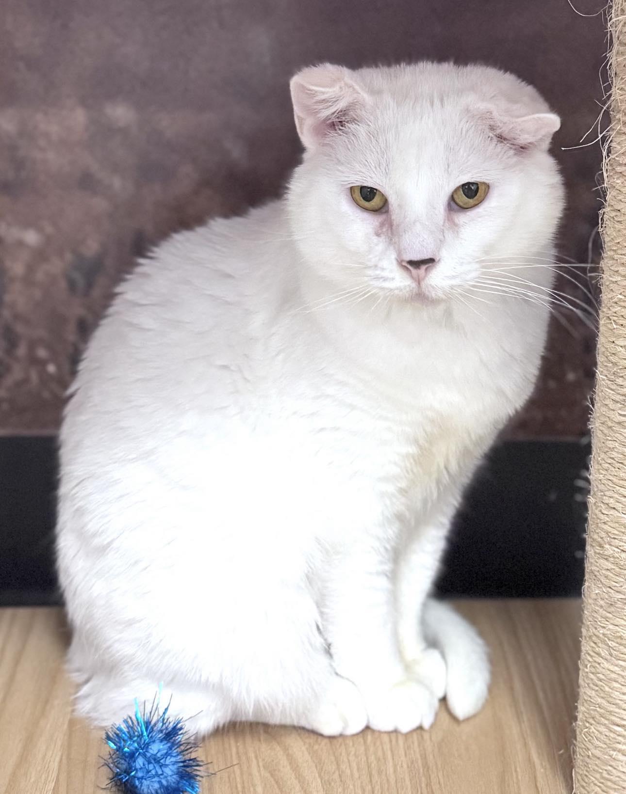 Daisy, a Adoptable Domestic Medium Hair in Sedalia, MO image 2/5