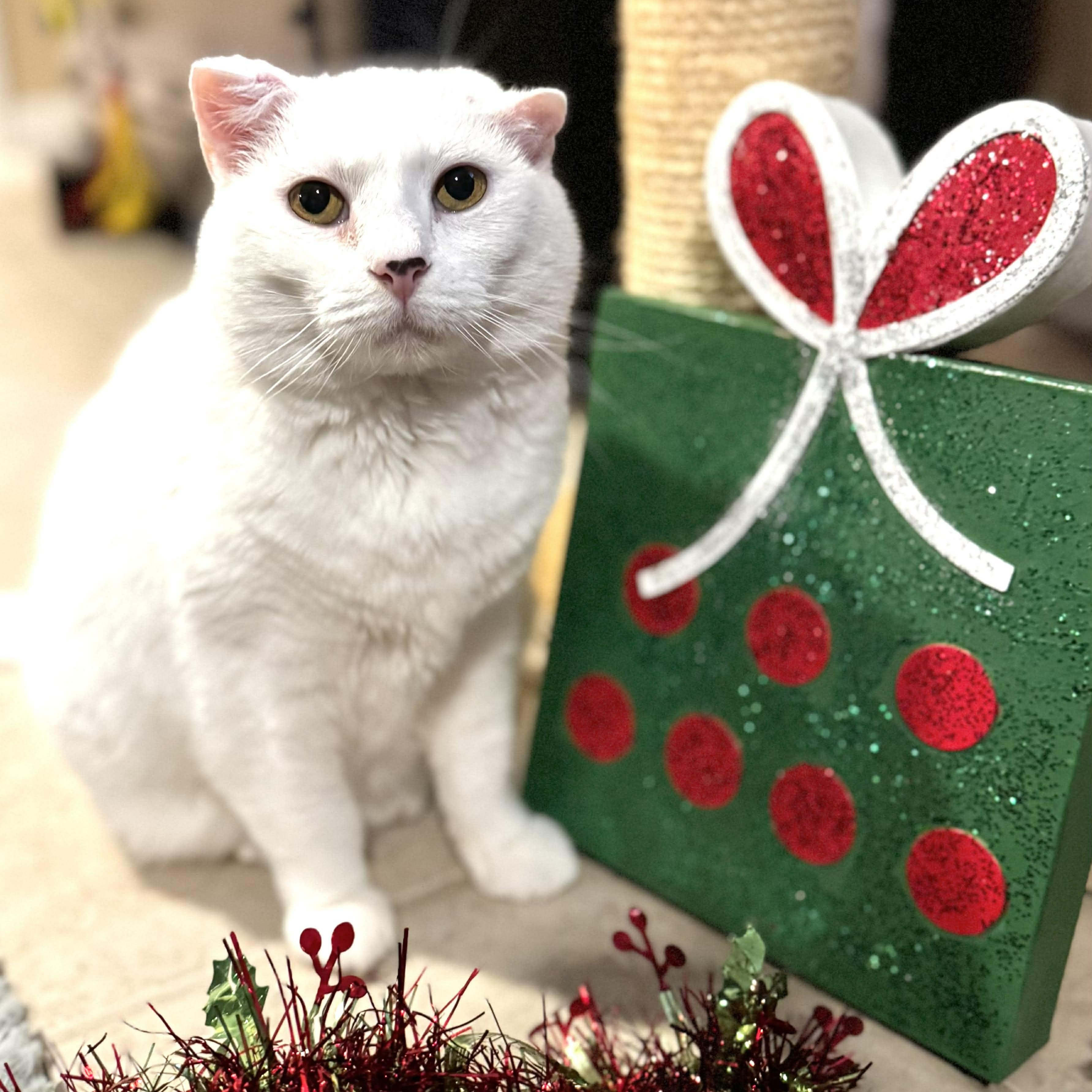 Daisy, a Adoptable Domestic Medium Hair in Sedalia, MO image 1/5