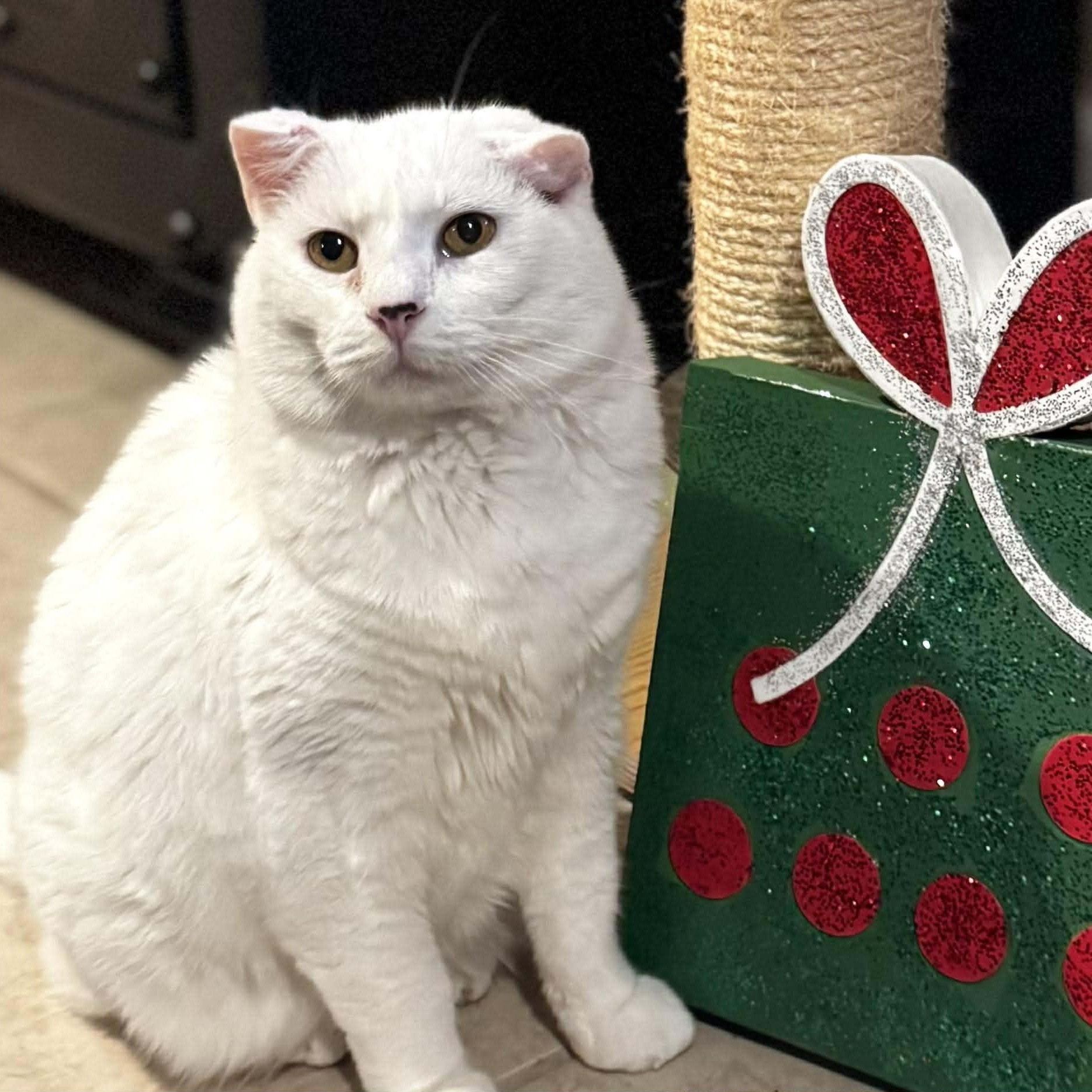 Daisy, a Adoptable Domestic Medium Hair in Sedalia, MO image 5/5