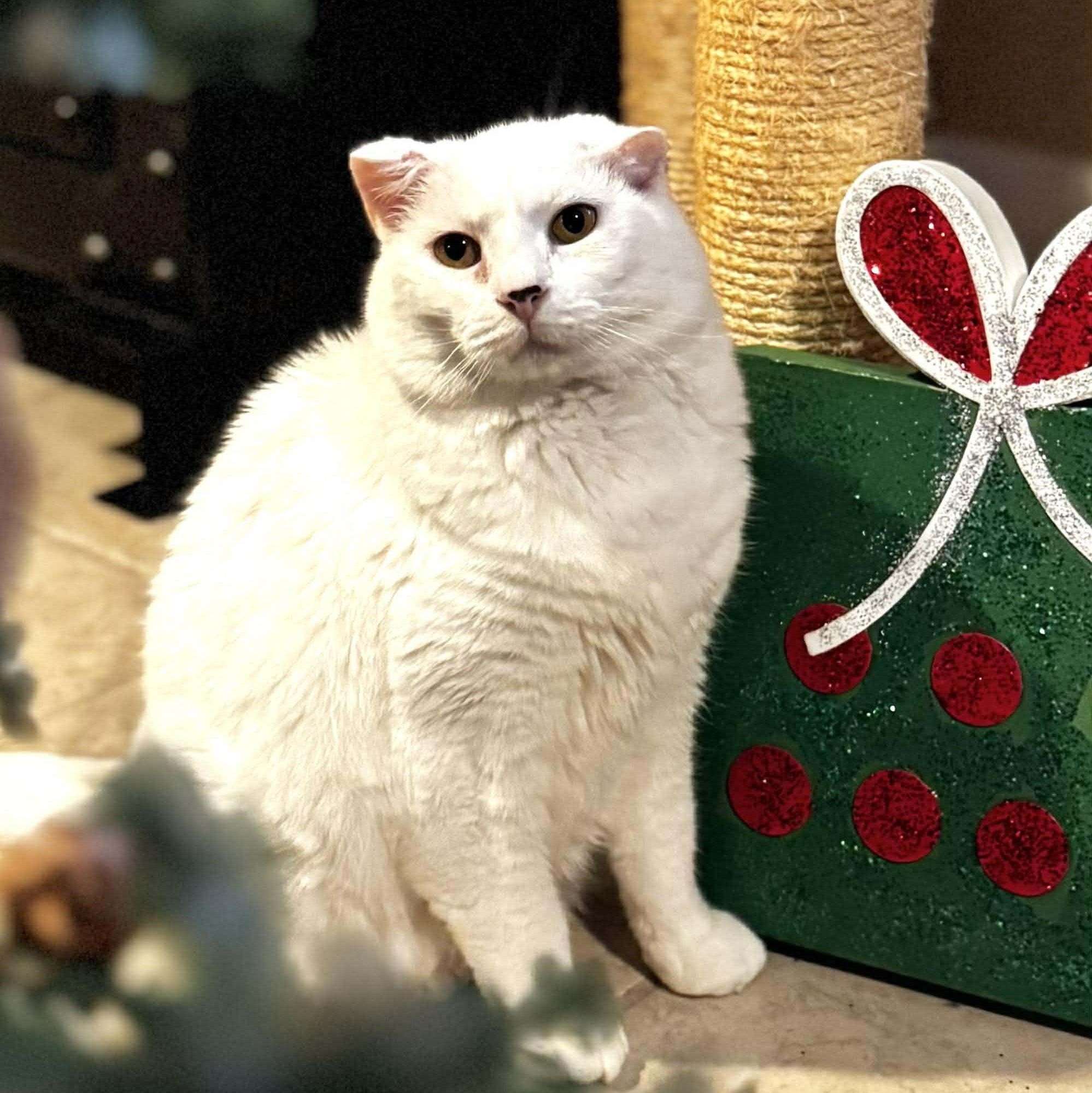 Daisy, a Adoptable Domestic Medium Hair in Sedalia, MO image 4/5