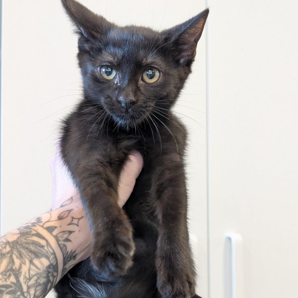 Margo, Adoptable, Kitten Female Domestic Short Hair.