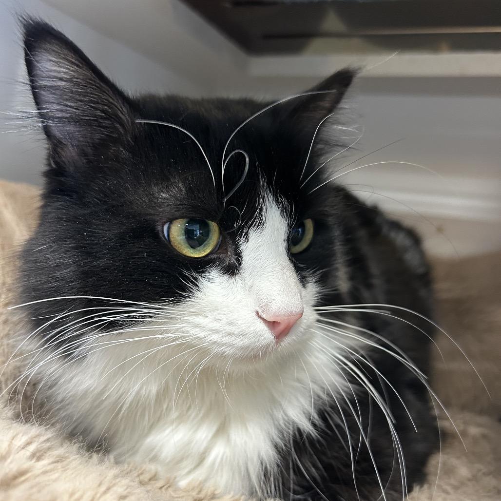 Inkberry, Adoptable, Young Male Domestic Medium Hair.