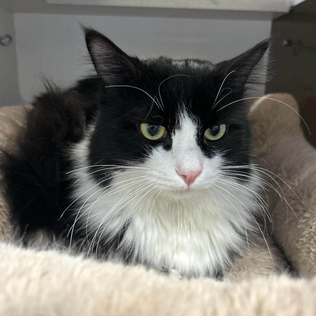 Enlarge Inkberry, a Adoptable Domestic Medium Hair in Park City, UT image 2/5