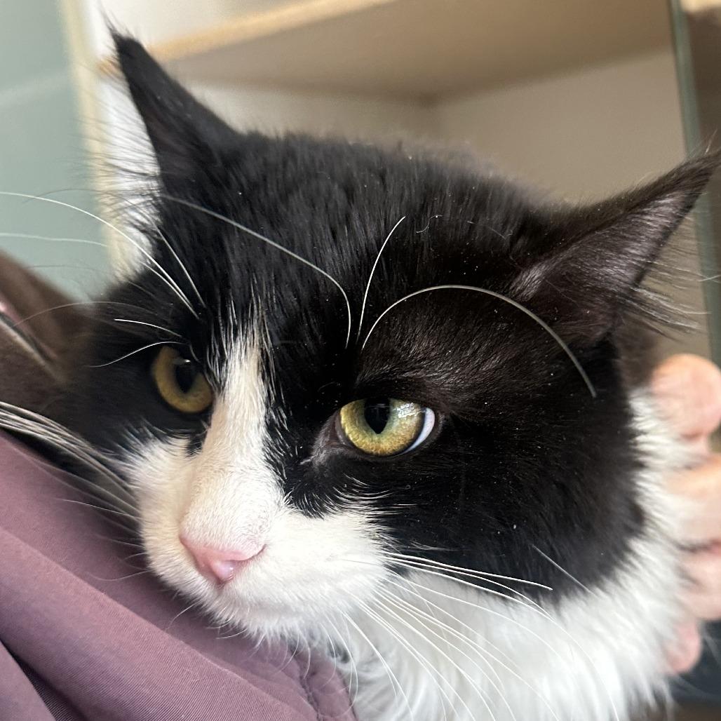 Enlarge Inkberry, a Adoptable Domestic Medium Hair in Park City, UT image 3/5