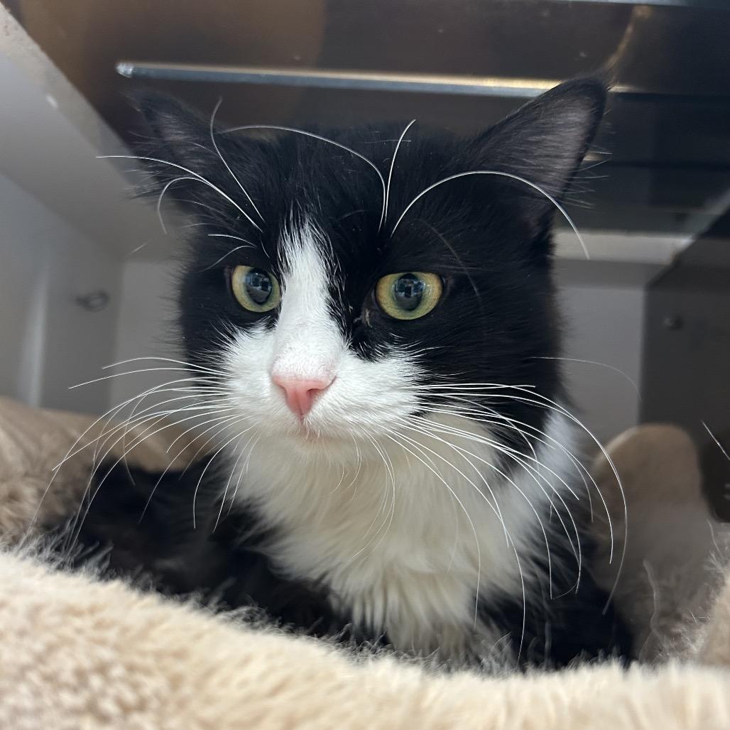 Enlarge Inkberry, a Adoptable Domestic Medium Hair in Park City, UT image 4/5