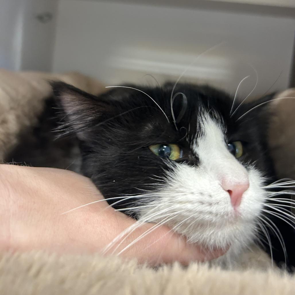 Enlarge Inkberry, a Adoptable Domestic Medium Hair in Park City, UT image 5/5