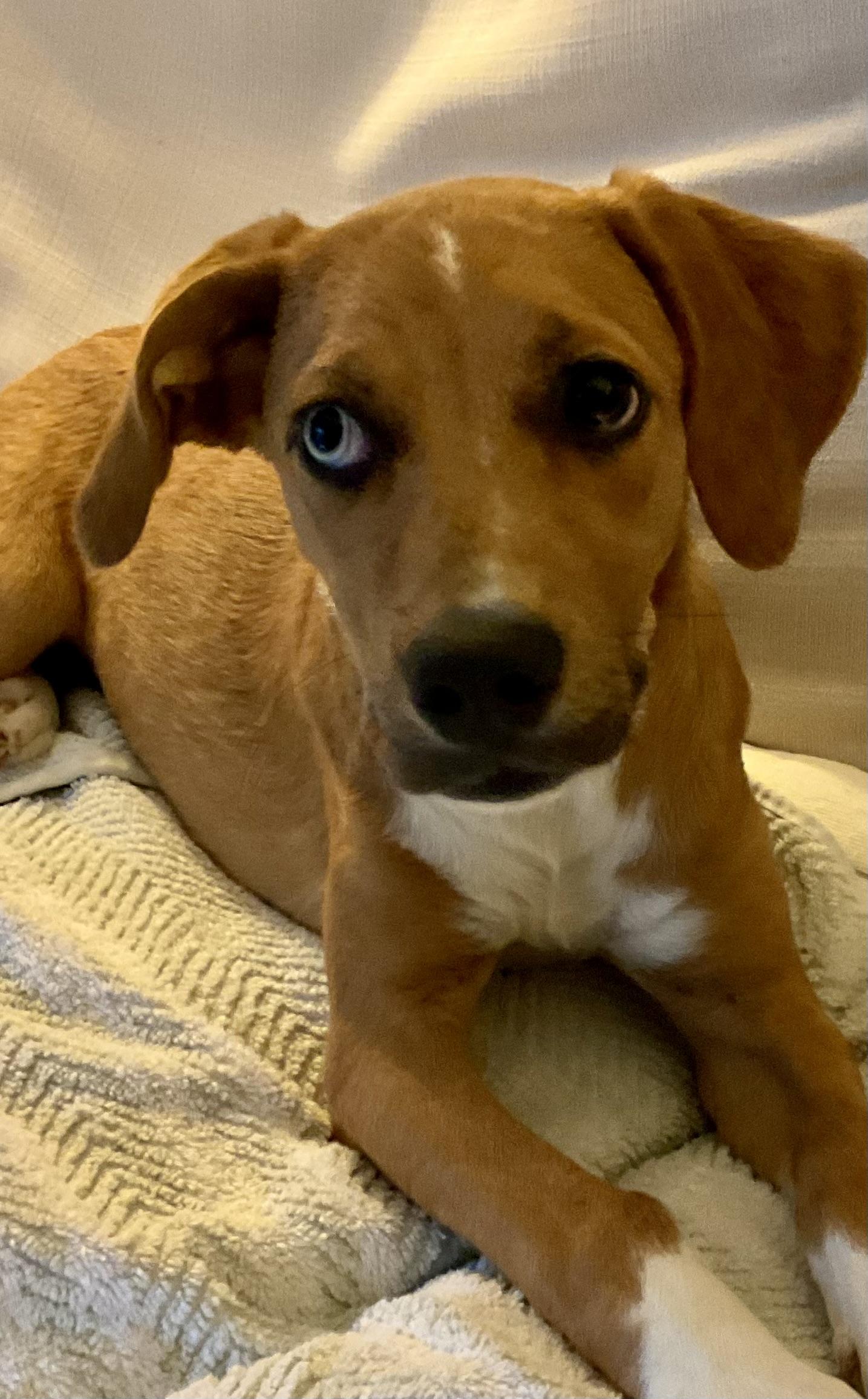Enlarge Skye aka Renee, a Adoptable mixed breed in Centerville , MA image 4/6
