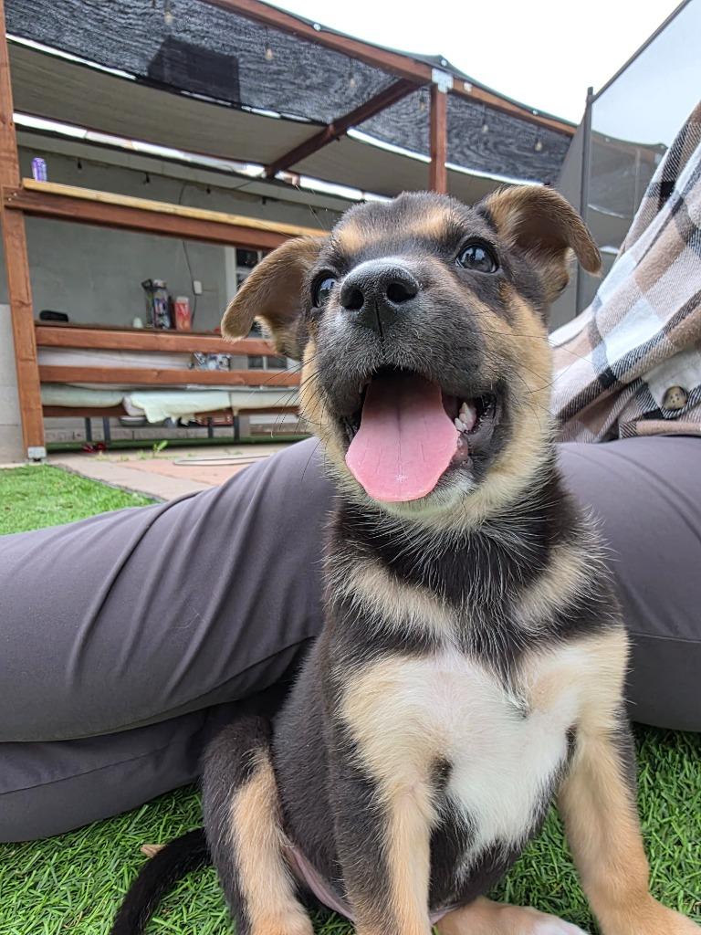 Dodger, a Adoptable mixed breed in Phoenix, AZ image 2/3