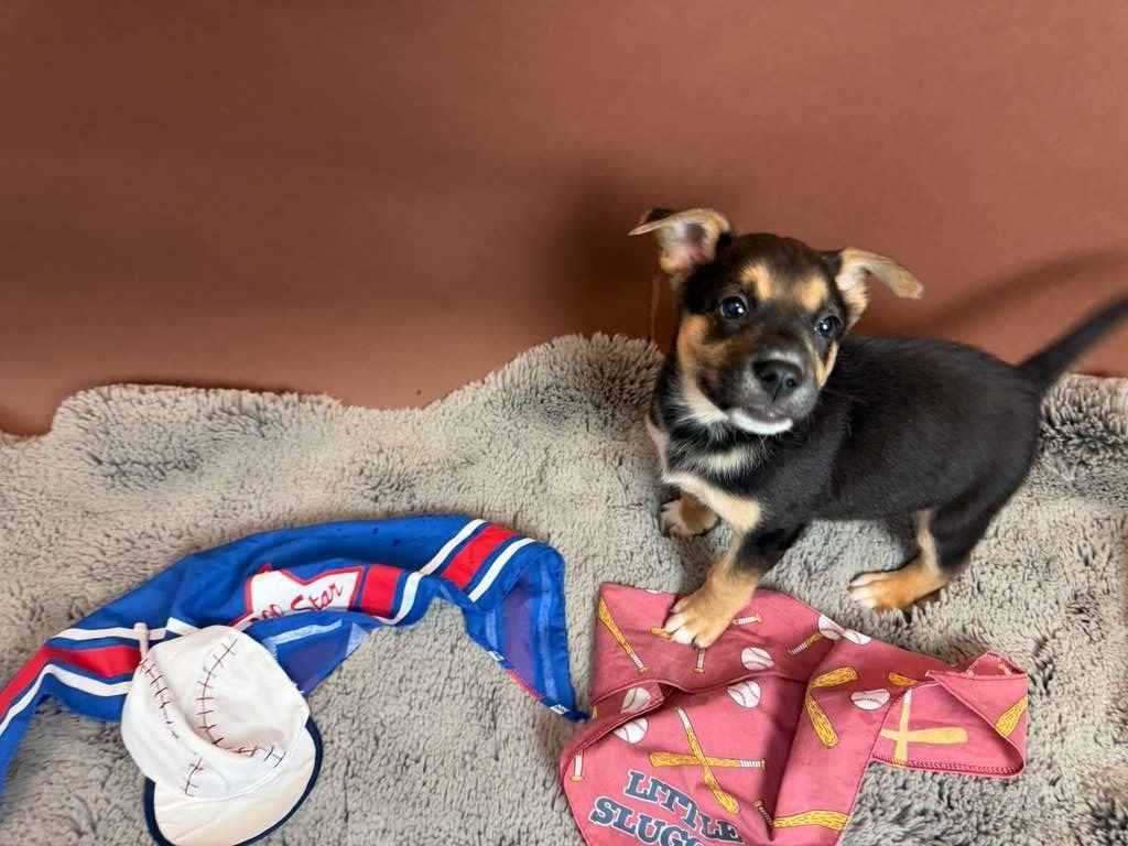 Dodger, a Adoptable mixed breed in Phoenix, AZ image 3/3