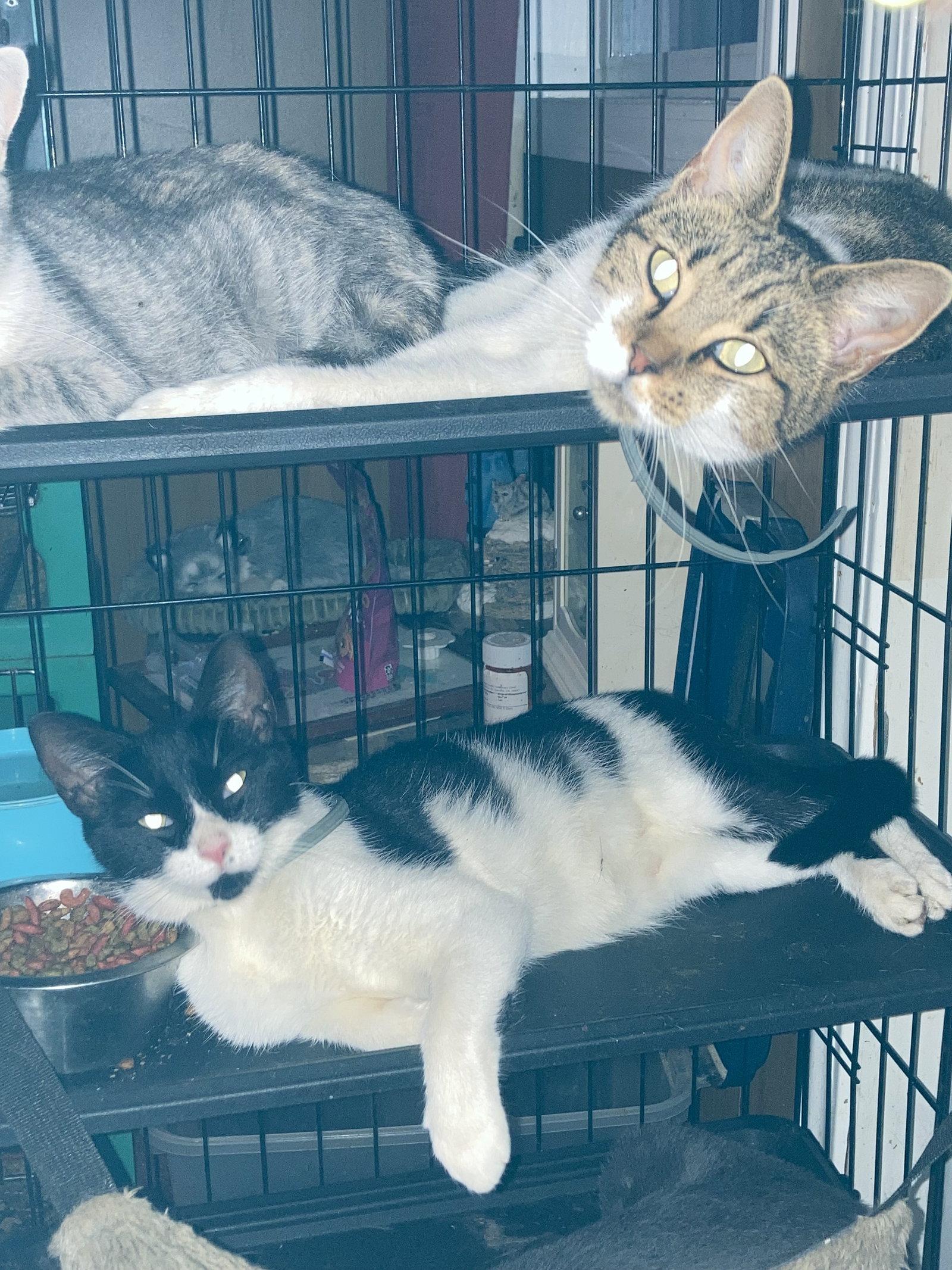 Latte, Adoptable, Adult Female Domestic Short Hair.