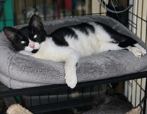 Latte, Adoptable, Adult Female Domestic Short Hair.