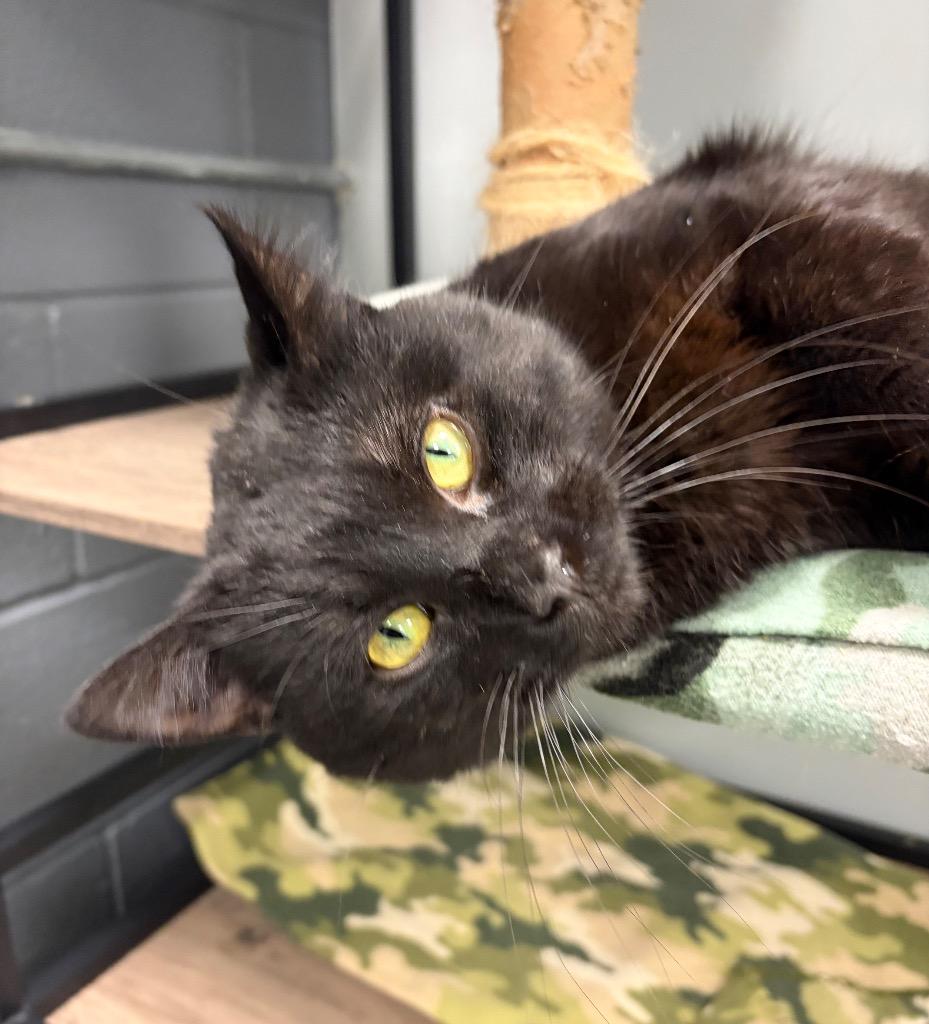 Yoshi, Adoptable, Adult Male Domestic Short Hair.