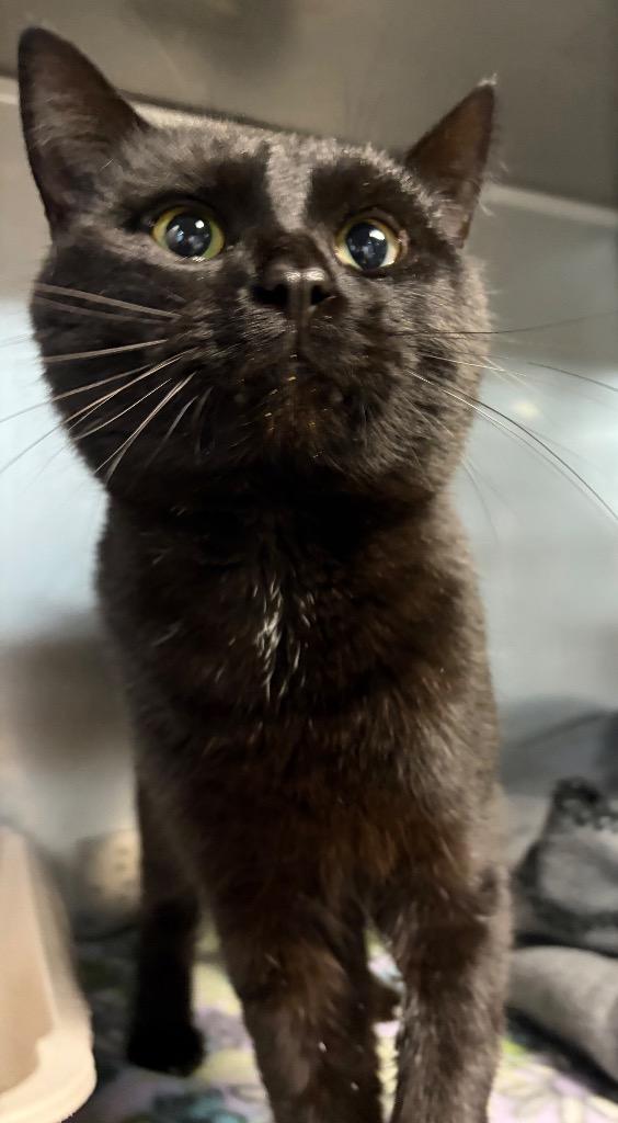 Yoshi, a Adoptable mixed breed in Huntington, IN image 2/2