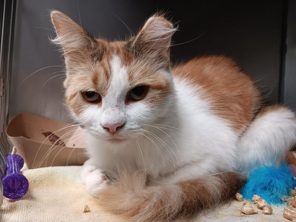 Melina (Sylveon), Adoptable, Young Female Domestic Short Hair.